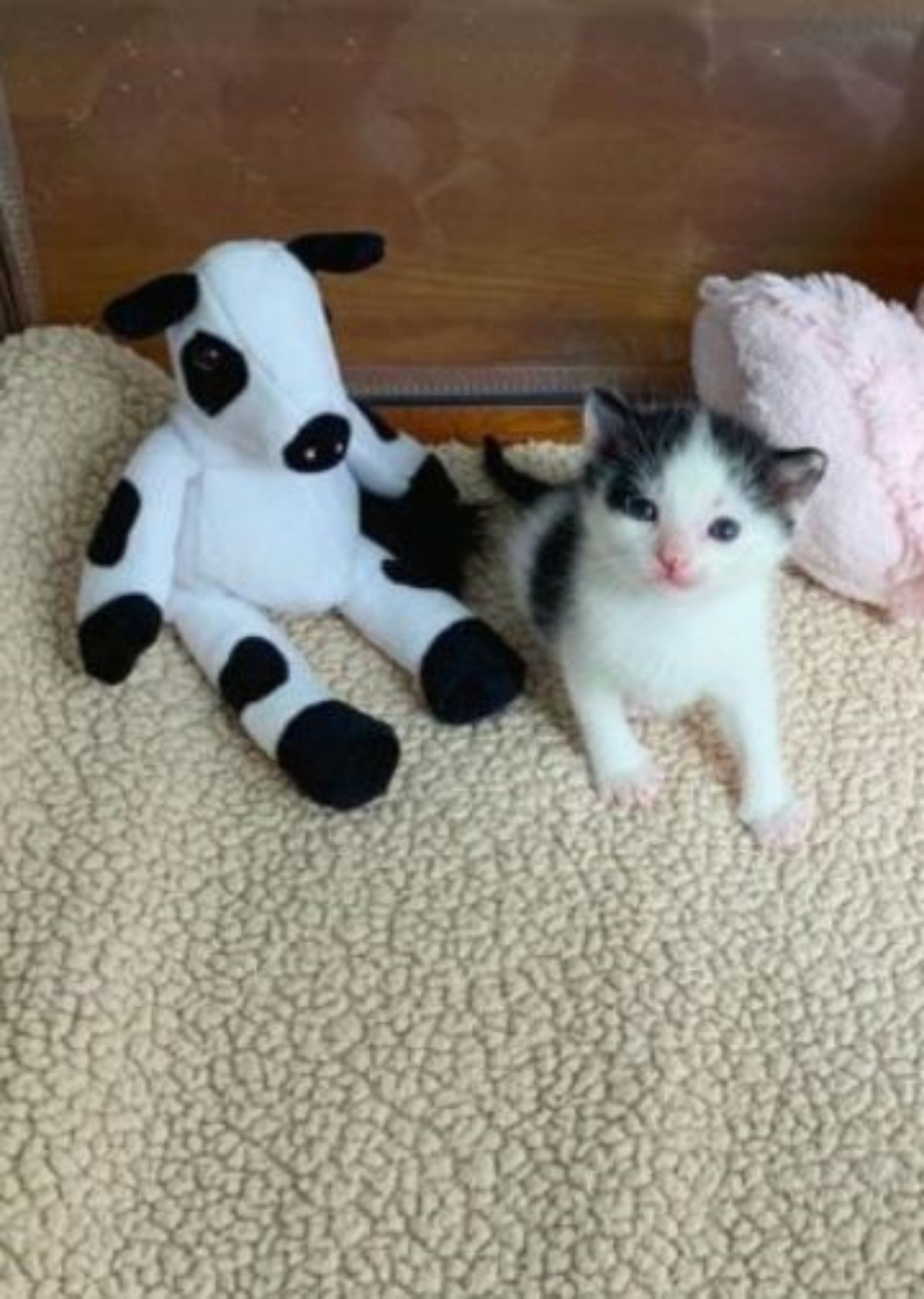 un gattino con una mucca di peluche