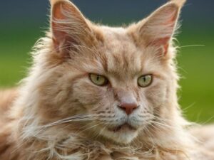 gatto arancione con gli occhi verdi