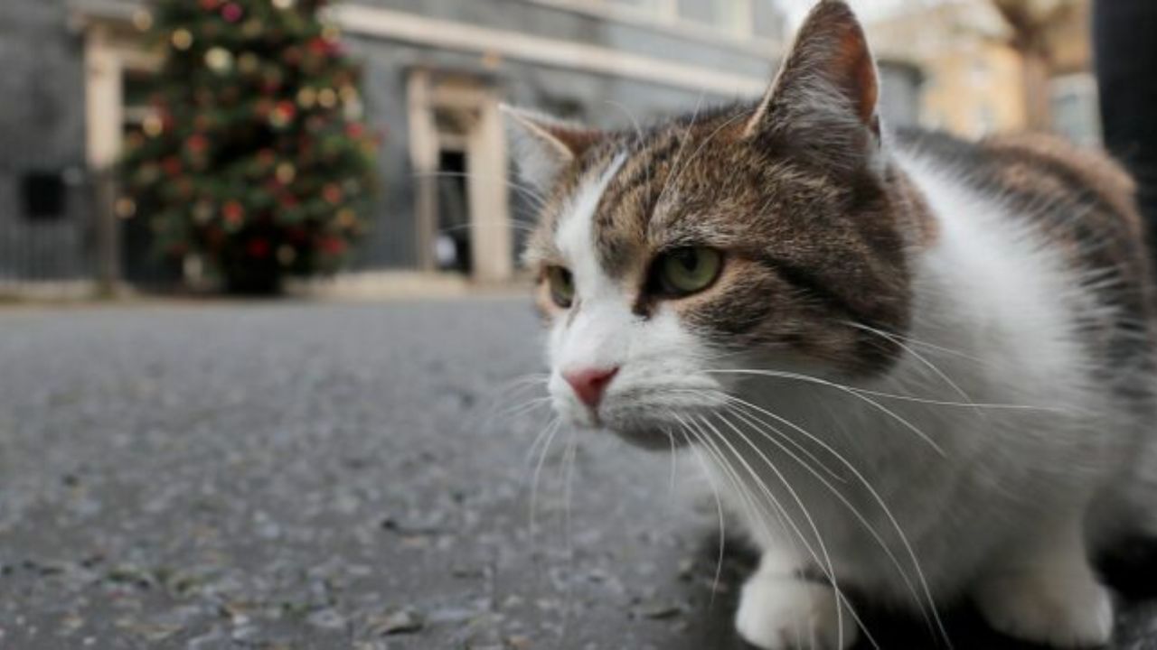 gatto aggredisce postini