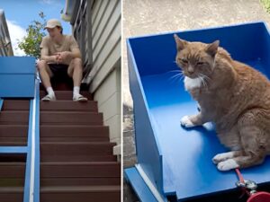 L’ingegnoso YouTuber costruisce un ascensore fatto in casa per permettere al suo gatto anziano di scendere le scale