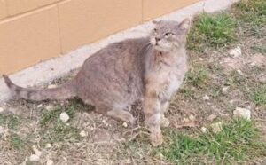 Il gatto più anziano del rifugio che nessuno voleva ottiene finalmente ciò che sognava