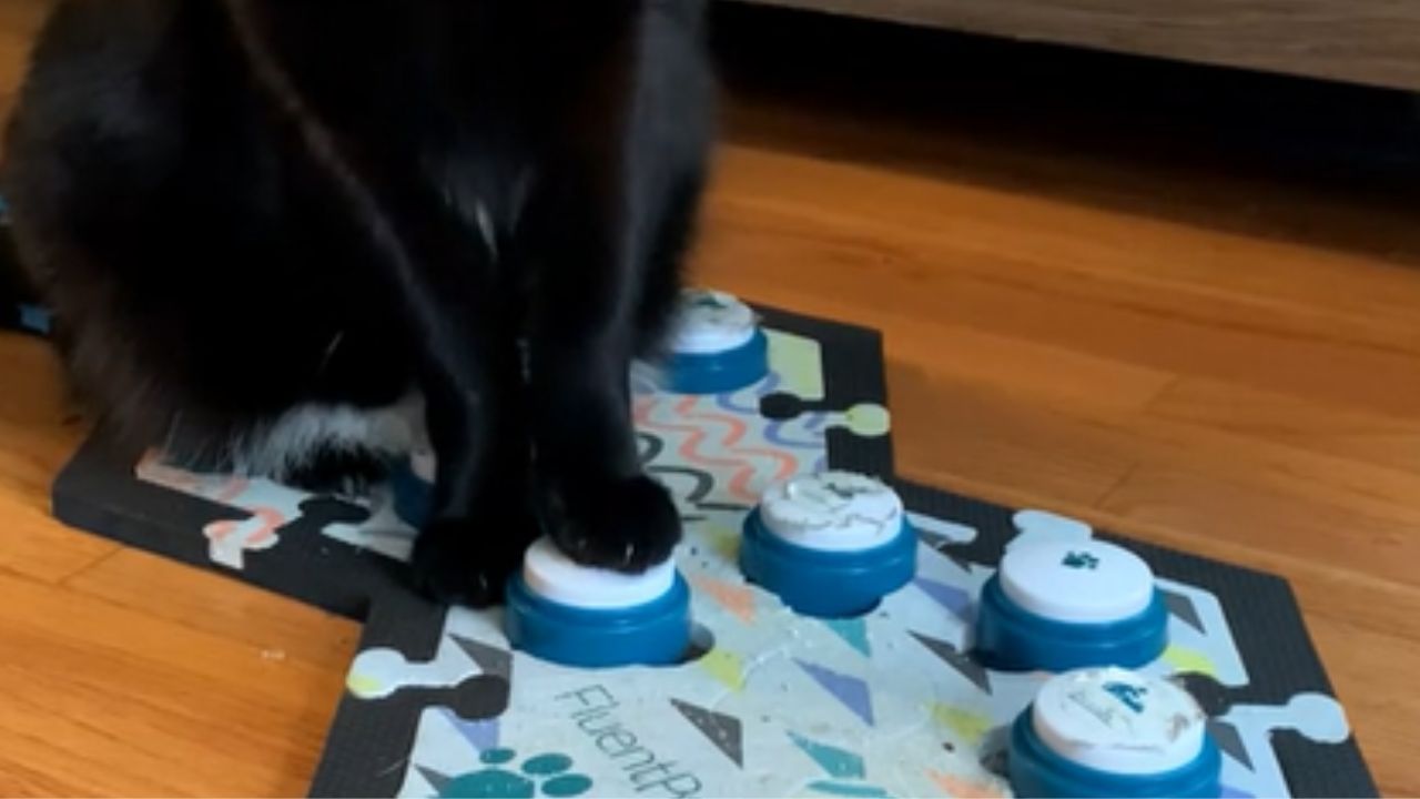 giocattolo per gatti