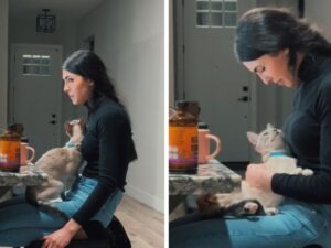 gatto con collare celeste