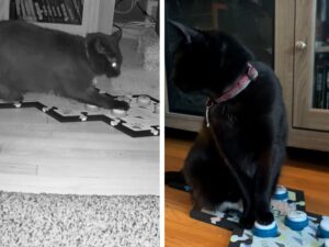 gatto ripreso dalle videocamere