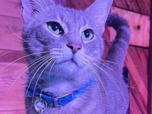gatto con occhi verdi