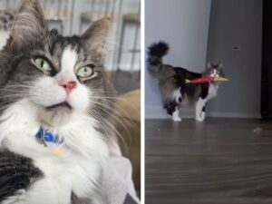 gatto con occhi verdi