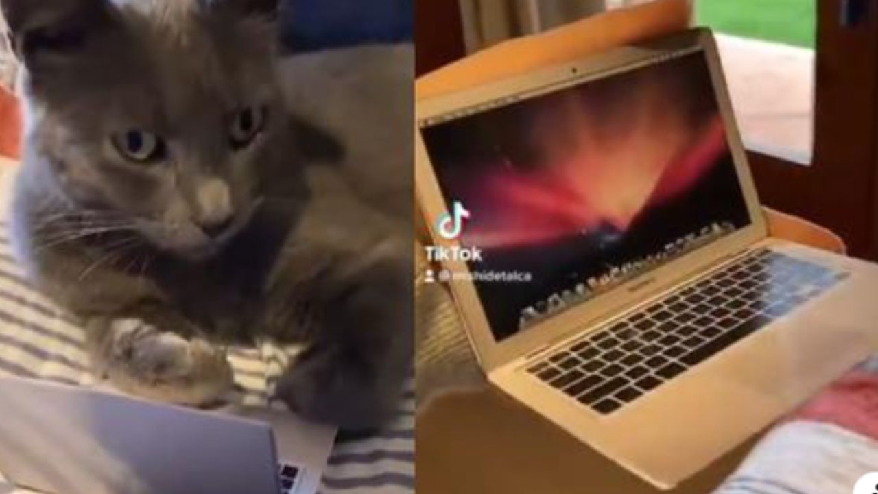 gatto con laptop