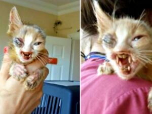 piccolo gatto tenuto in mano