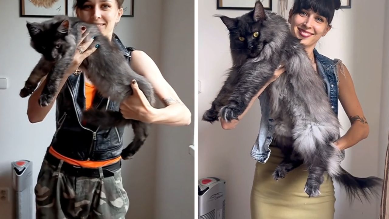 maine coon con la sua padrona