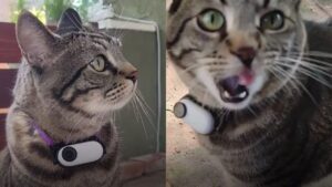 Realizza un piccolo collare fotografico: l’uomo voleva sapere cosa combinava il suo gatto in giro