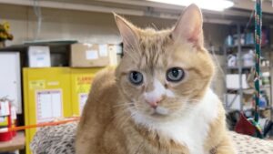Gatto direttore del museo del Delaware, scopri la storia di Dude