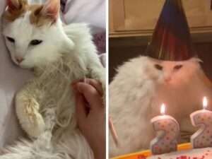gatto davanti alla torta di compleanno