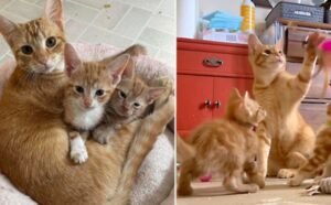 La mamma dei gattini non c’è più: ci pensa il gatto Archie a dar loro tutto l’amore che meritano