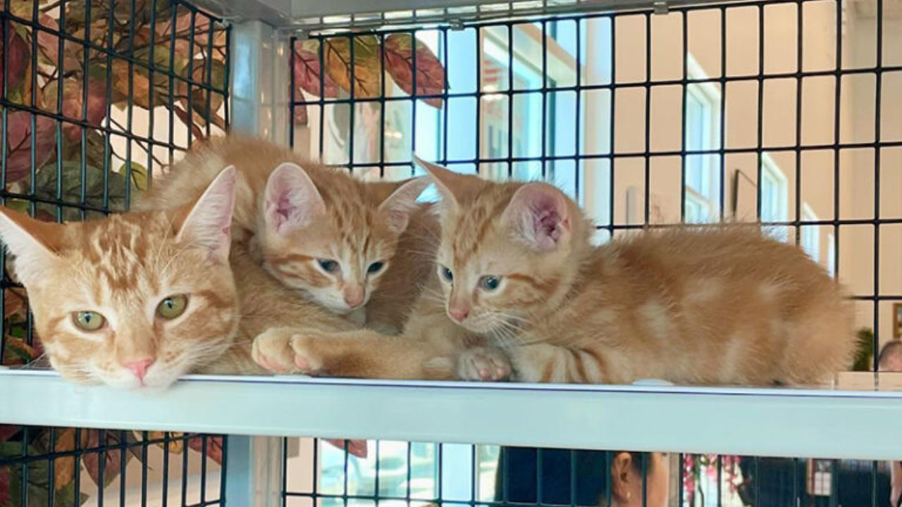 gattini arancioni