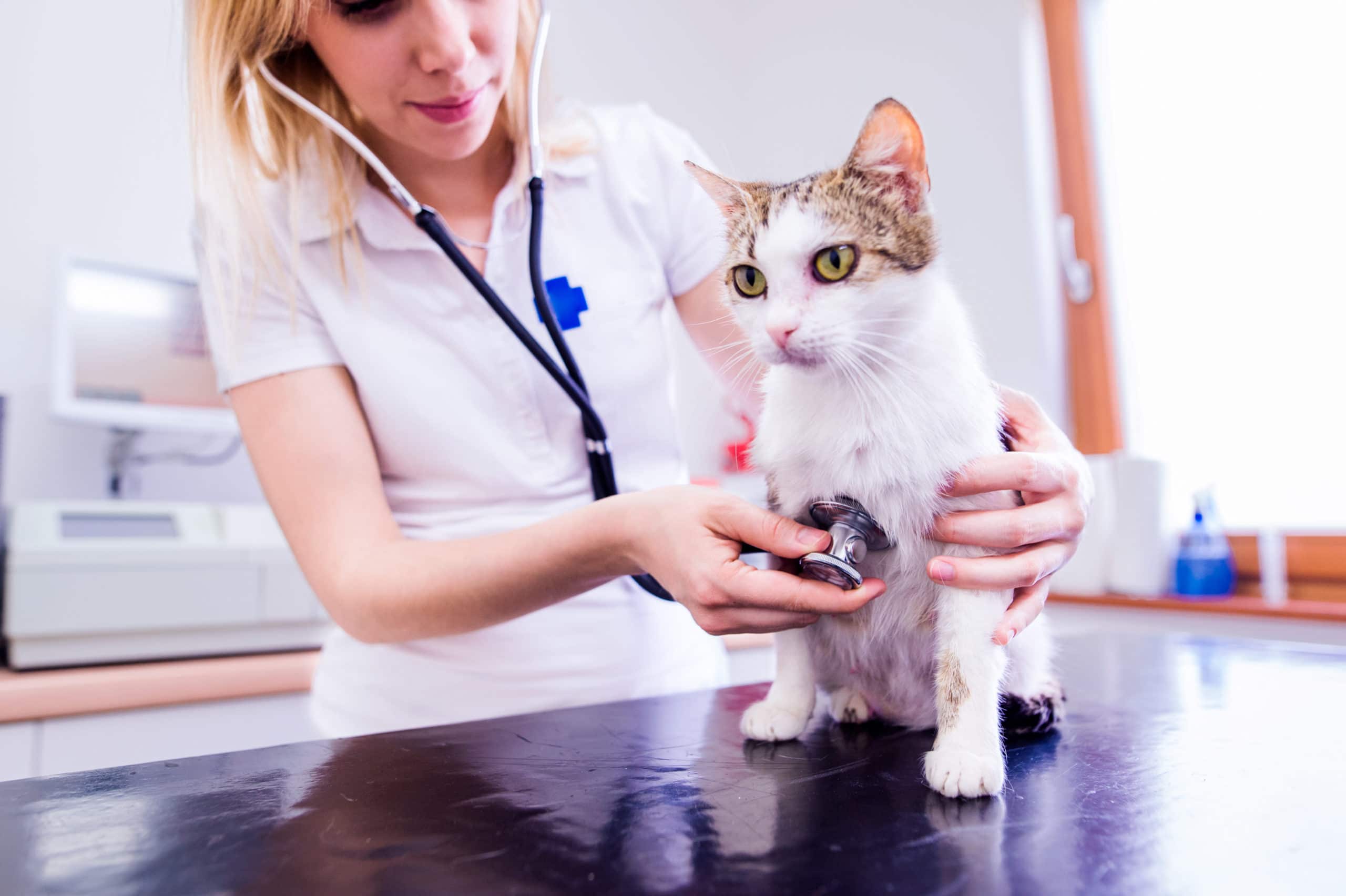 gatto dal veterinario