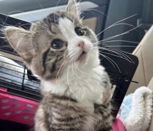Gatto nato senza l’osso del radio ha una testa più grande del normale