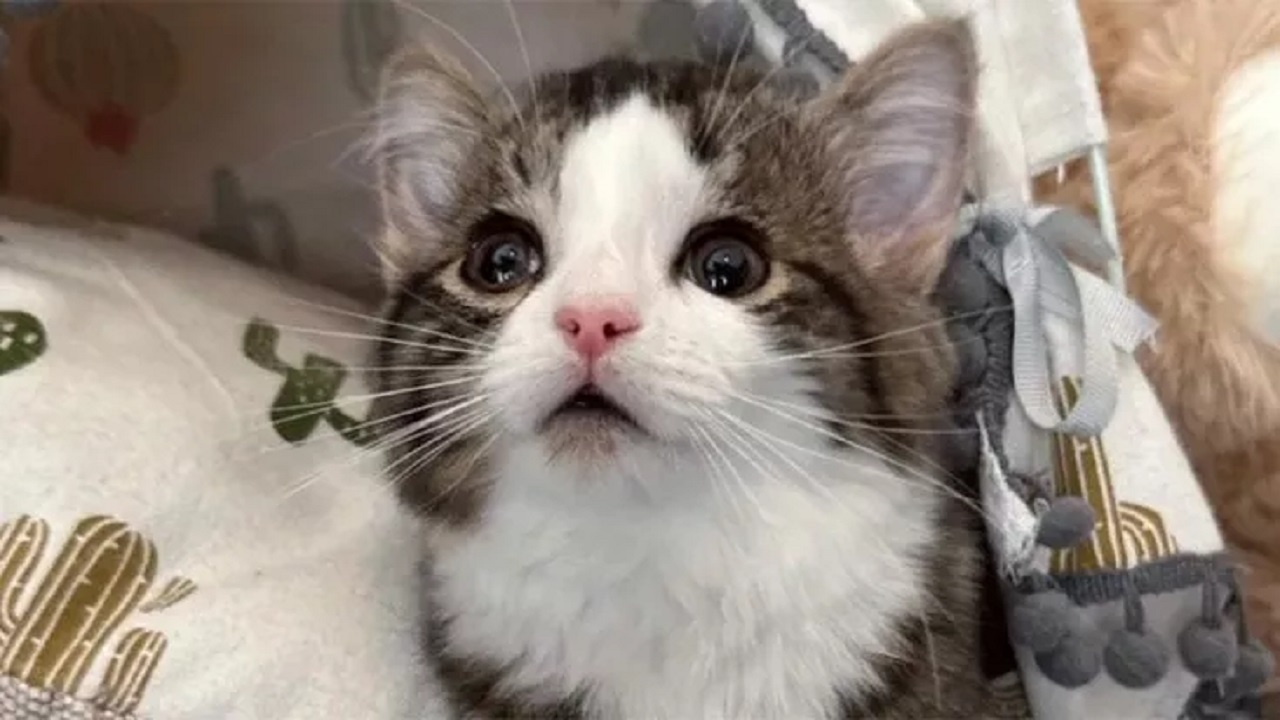 Gattino bianco e grigio