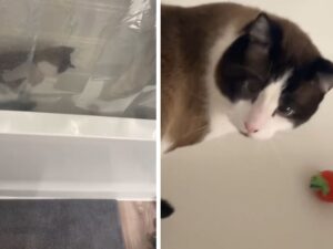 gatto seduto