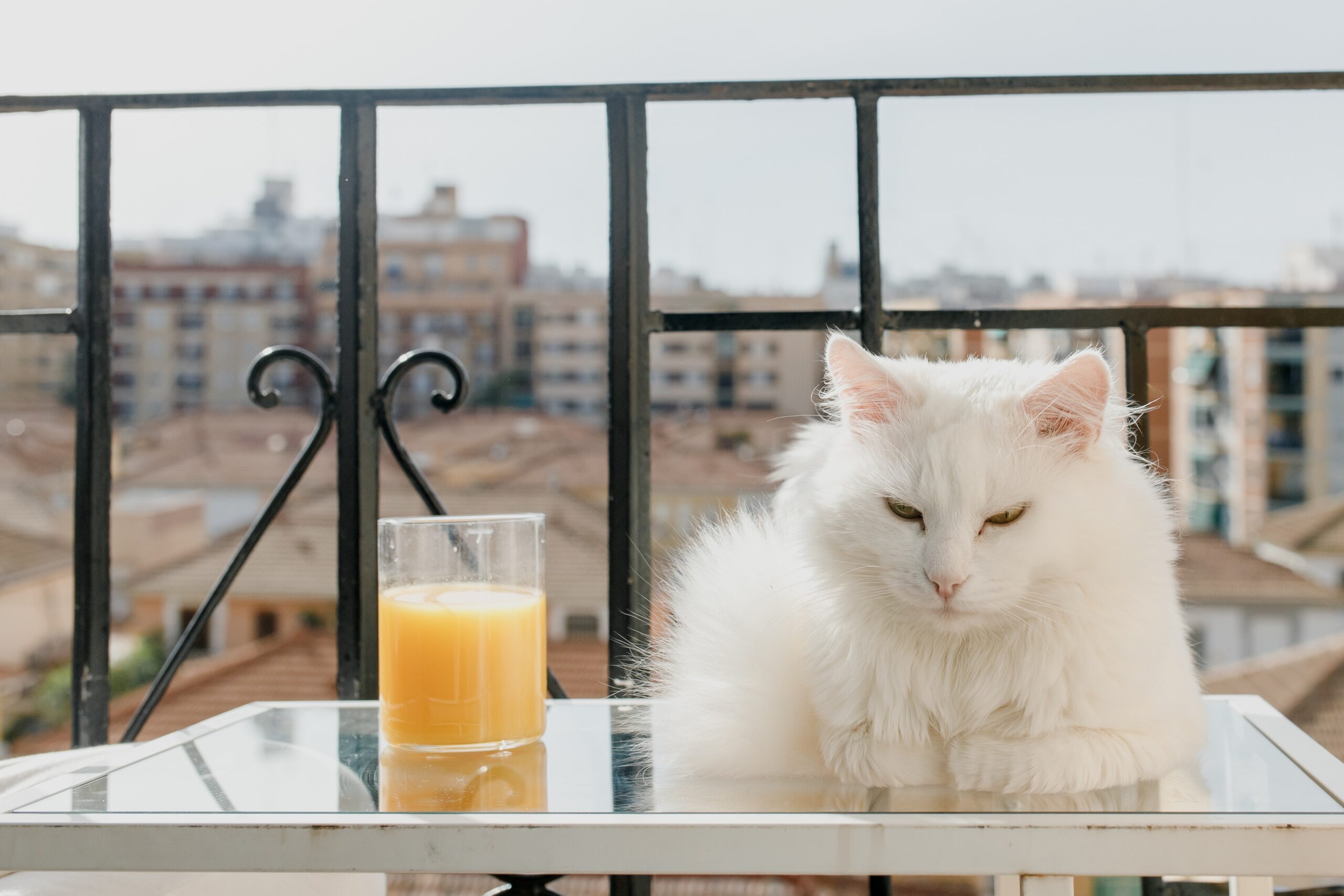 gatto su tavolo in balcone
