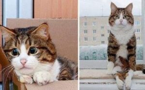 occhioni di gatto