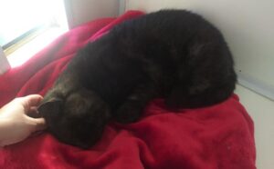 micio nero