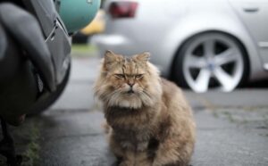 gatto randagio