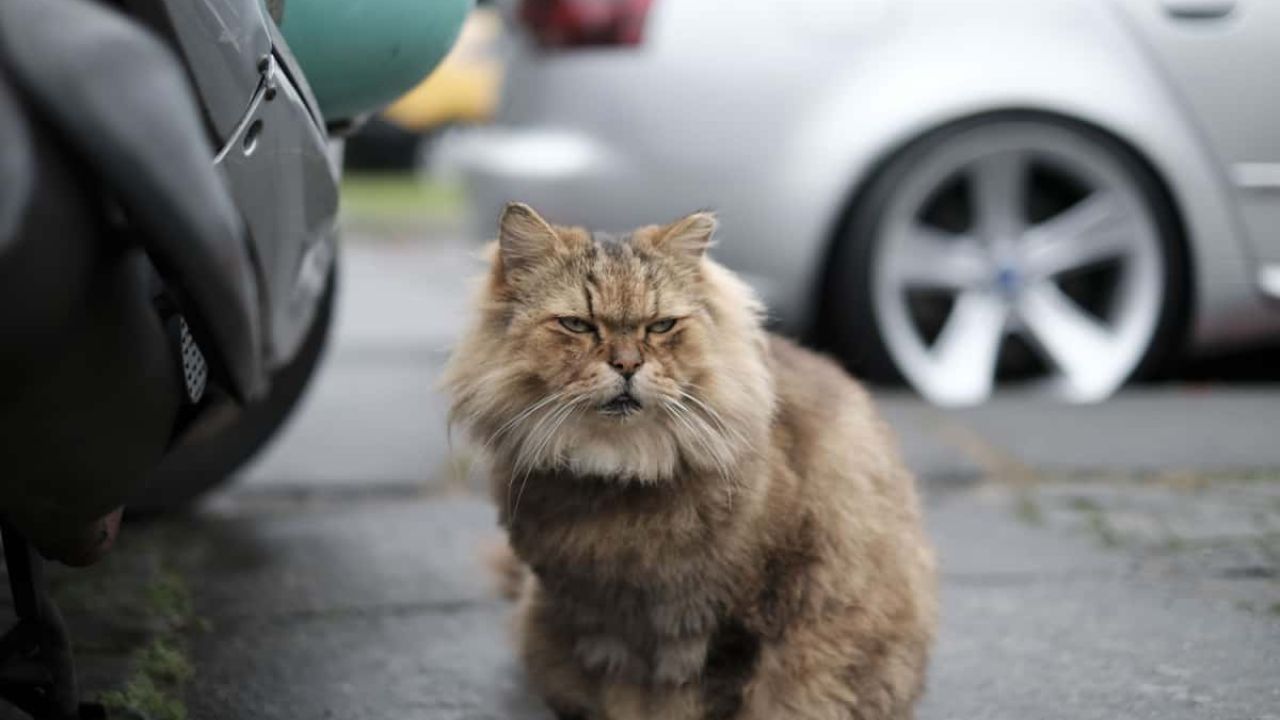 gattino in strada