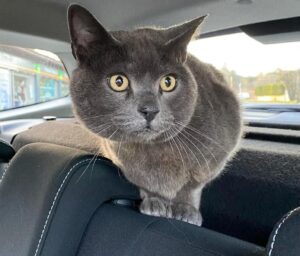 Gatto grigio in macchina