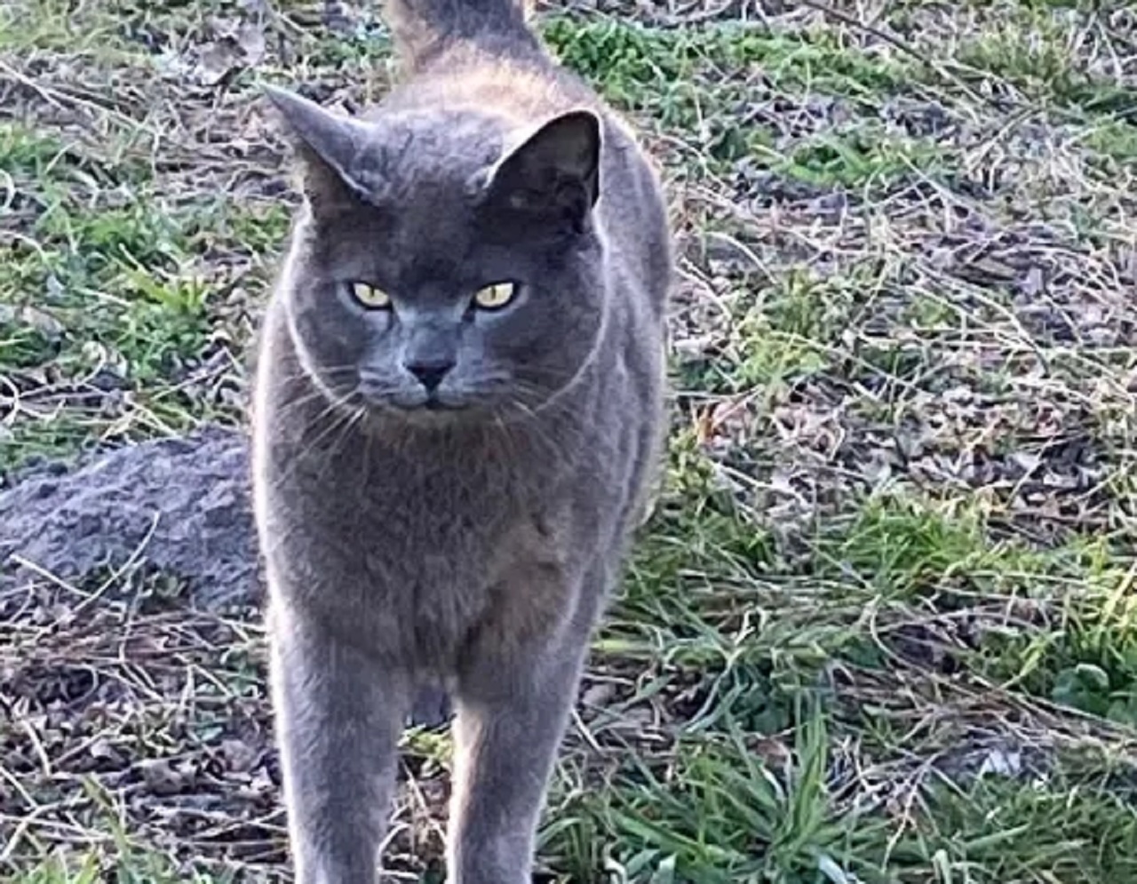 Gatto grigio nel prato