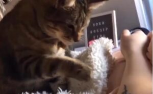 E questo cos’è? Il gattino scopre il tatuaggio della sua padrona (VIDEO)