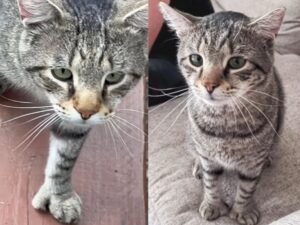 gatto con gli occhi grigi