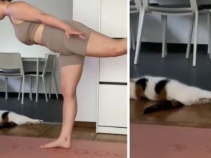 Non è pilates, è meowlates: questo gatto si allena con passione insieme alla sua mamma umana