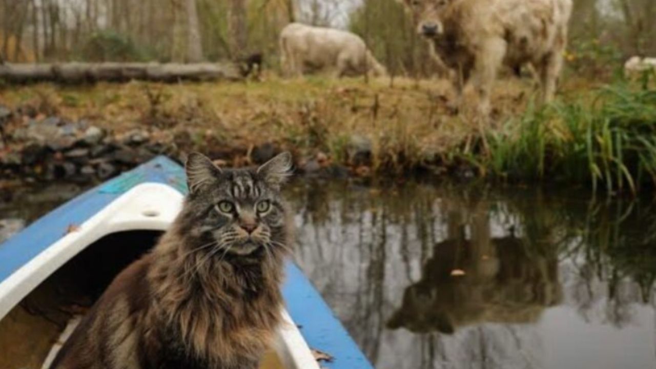 gatto nel lago