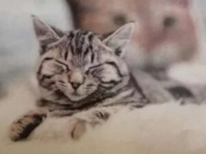 gatto tigrato
