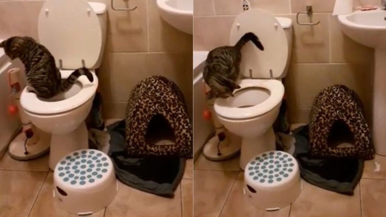 gatto usa bagno