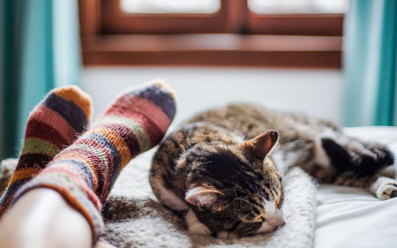 gatto dorme accanto ai piedi