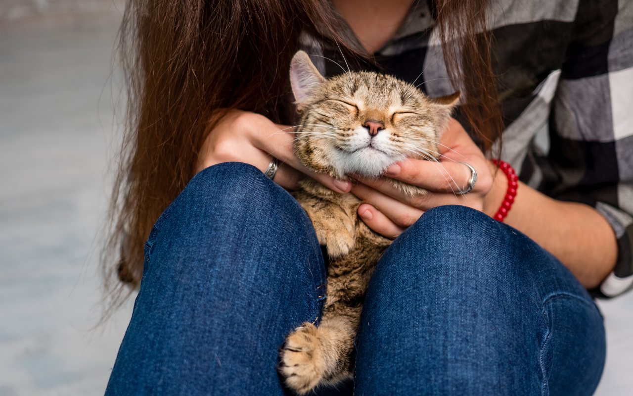 gatto che vuole le coccole