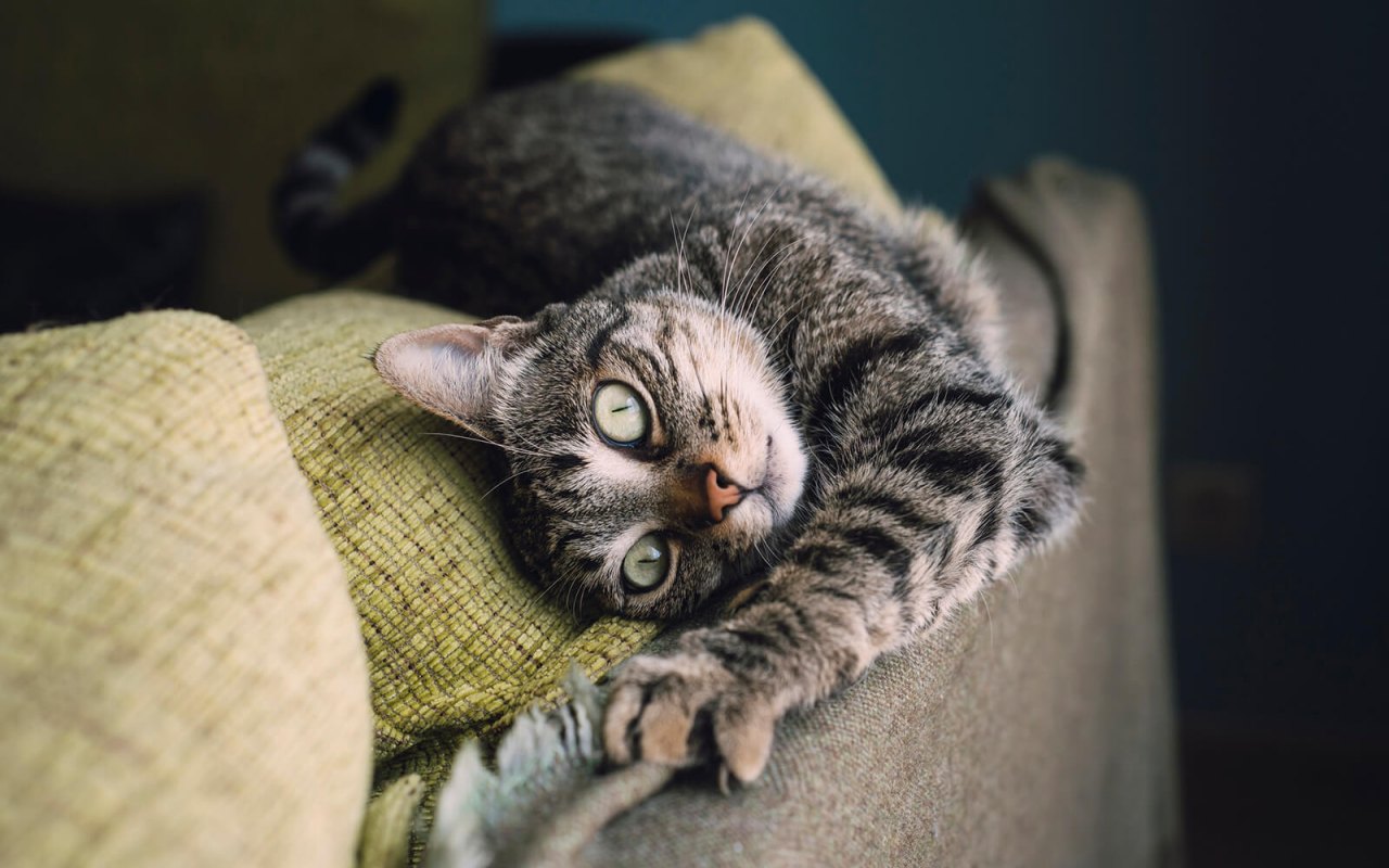 gatto che graffia il divano