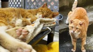 Il gatto può dormire sonni tranquilli in un letto morbido e giocare felice dopo 10 anni da randagio