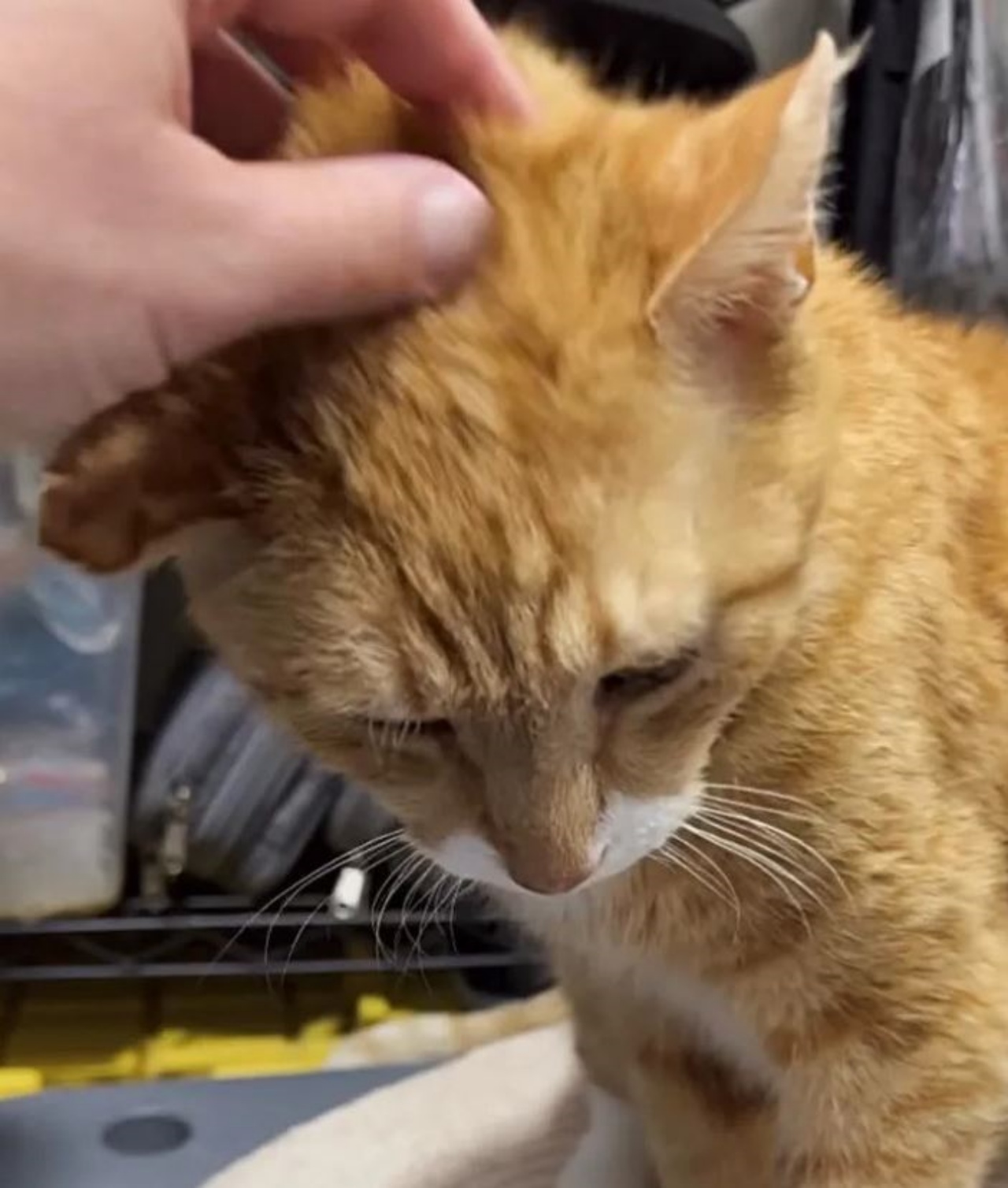 un gatto arancione