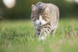 Come impedire al gatto di scappare ogni volta che ne ha l’occasione?