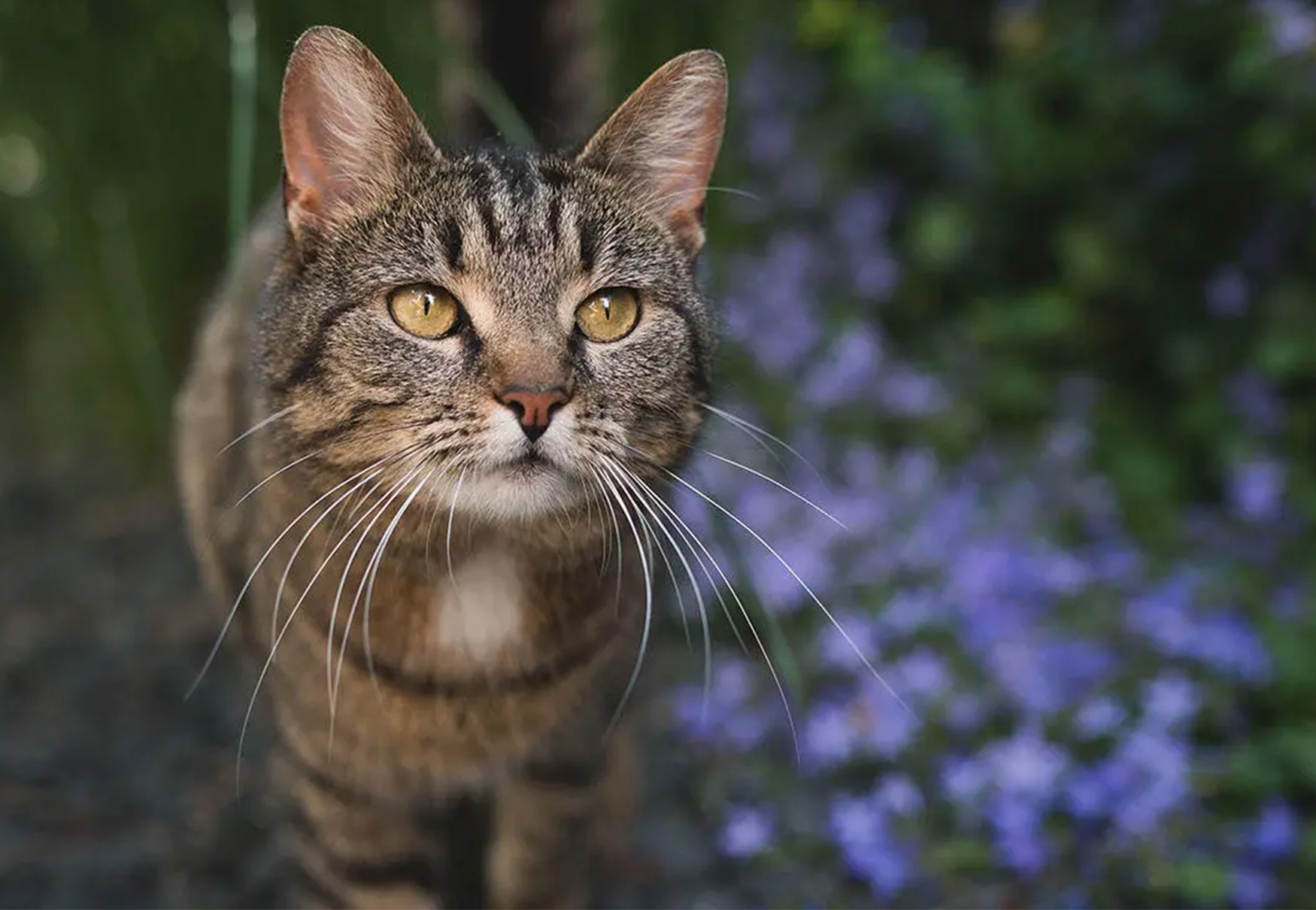 gatto in mezzo ai fiori