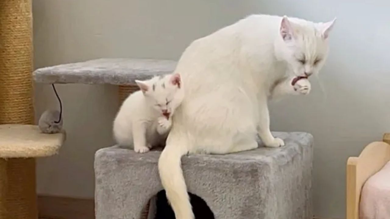 gatti che si leccano la zampa
