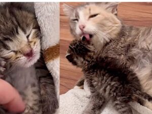 gattino avvolto tra le coperte