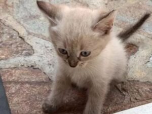 “Trovatelo, vincerete una minicrociera”: l’offerta del nonno per cercare il piccolo gattino Neve, smarrito in Sardegna