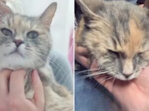 “Non lasciateli soli proprio in quel momento”: il veterinario mostra il gatto prima dell’eutanasia