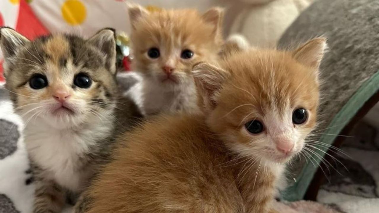 tre gattini dolcissimi