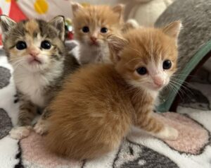 Quattro gattini salvati e la loro emozionante storia: andiamo a conoscerli insieme