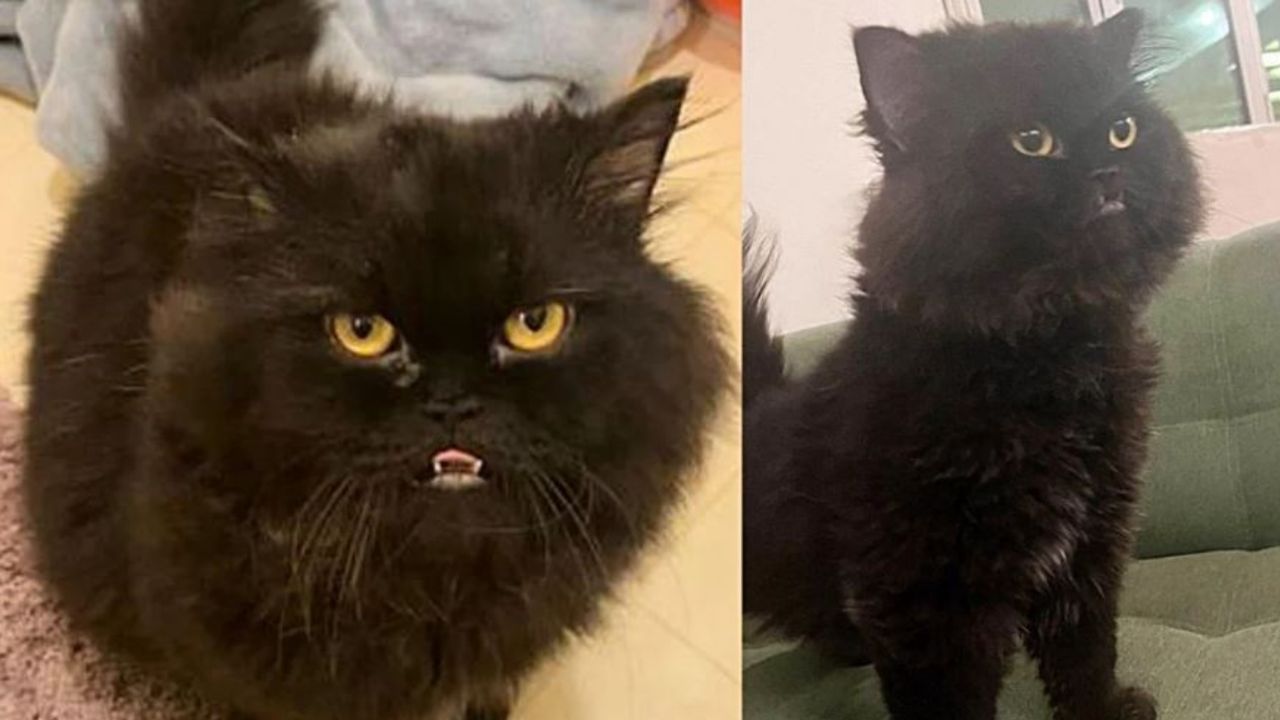 un gattino di nome Dracula