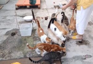 Rifugio per gatti a Pescara creato all’interno di un’officina